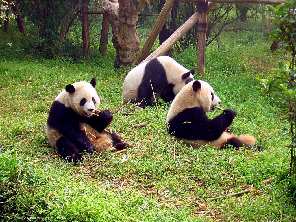 Tour privado por Chengdu y la Base de Pandas