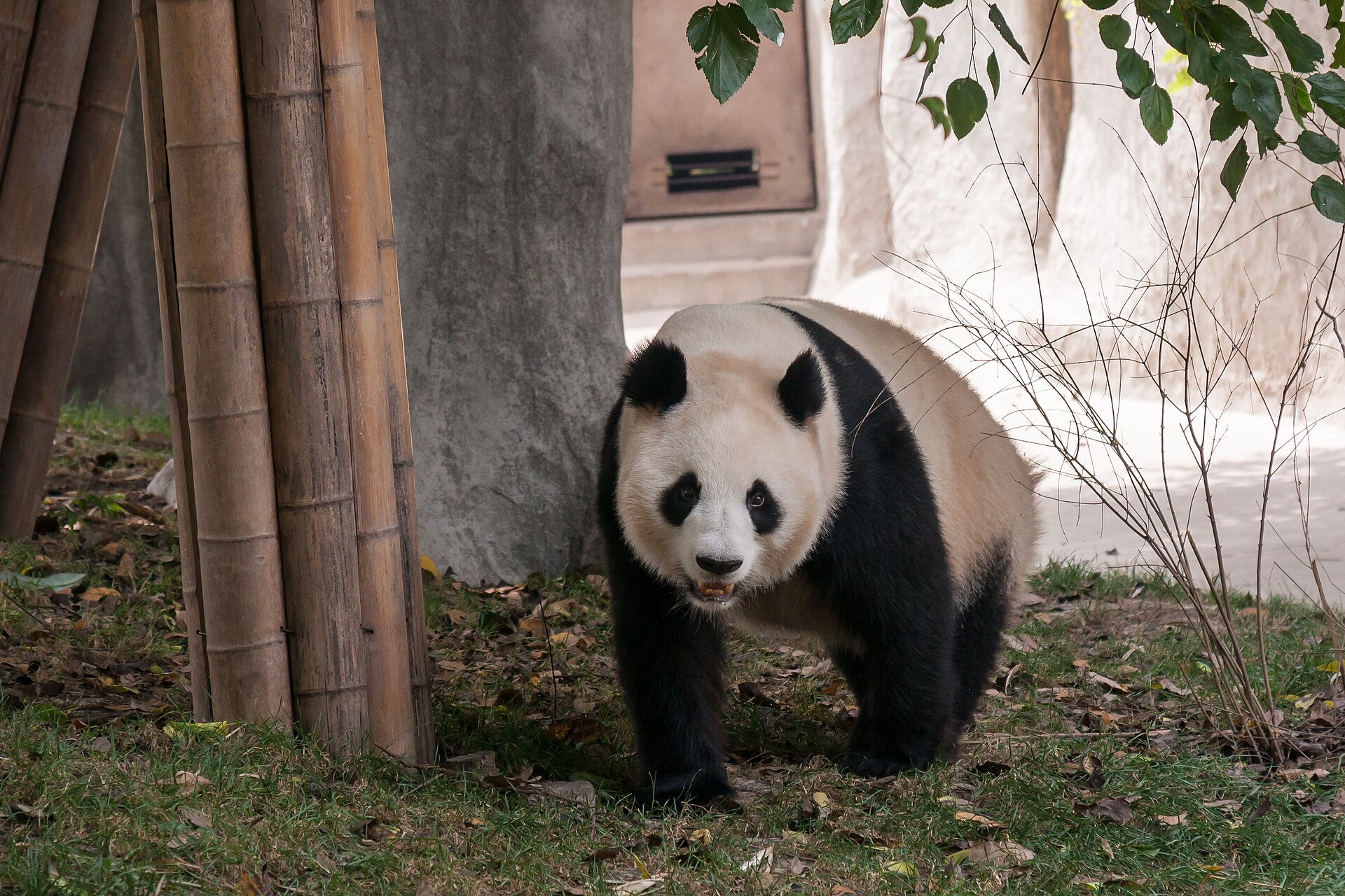 Paisaje del tour privado por Chengdu y la Base de Pandas