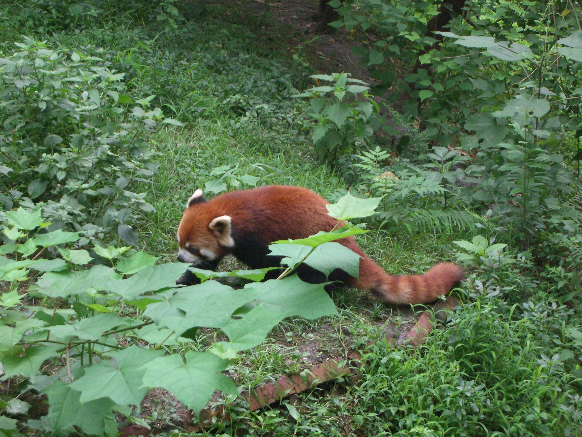 Otra vista del recorrido en Chengdu