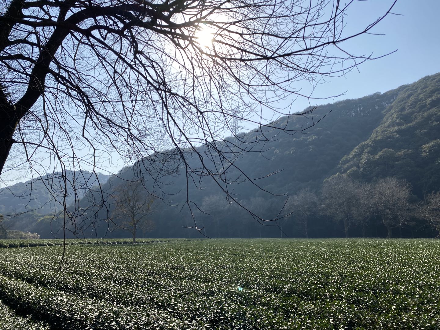 Plantación de té Longjing, Hangzhou