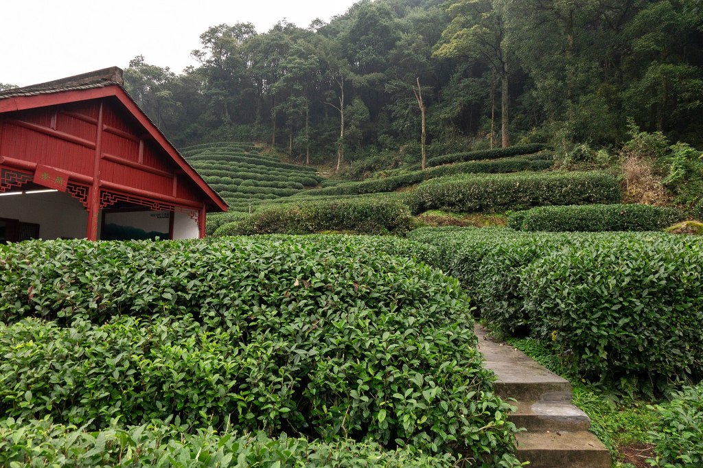 Plantación de té Longjing, Hangzhou