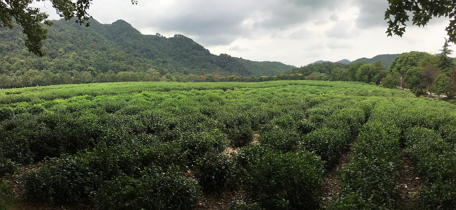 Museo Nacional del Té, Hangzhou