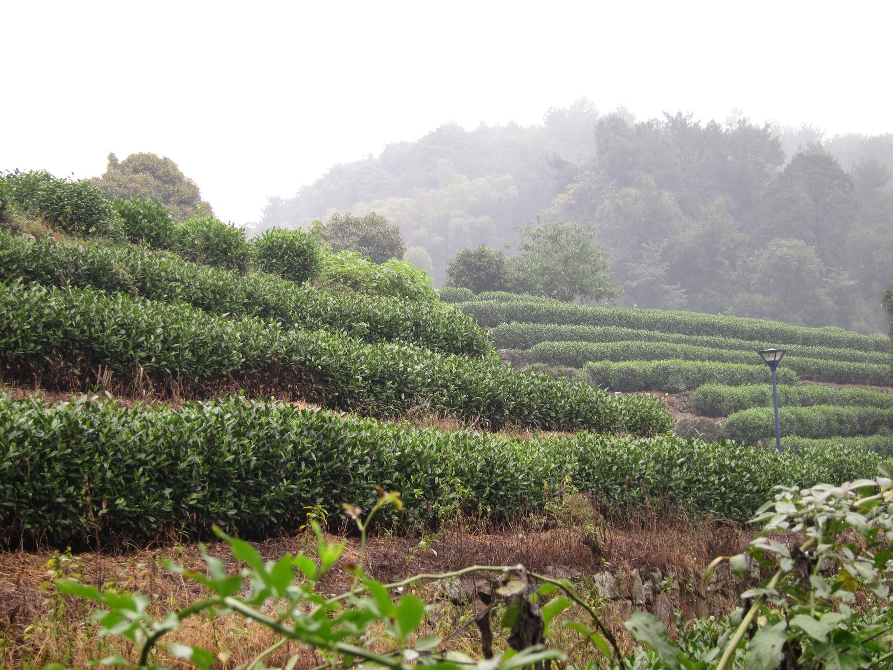 Campos de té en Hangzhou