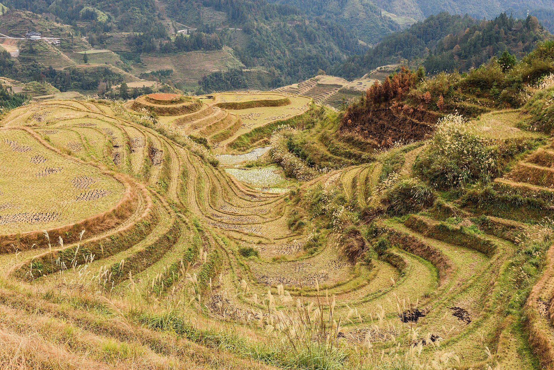 Paisaje del tour privado a las terrazas de arroz de Longji